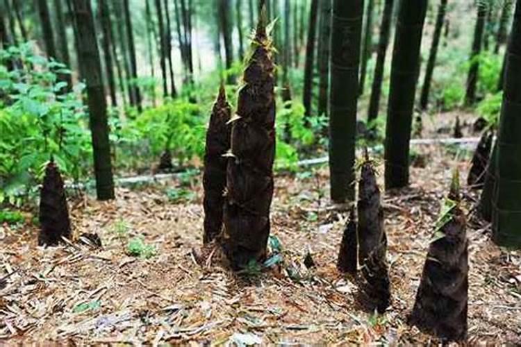 毛冬笋林地管理很重要,毛冬笋林地该怎么管理？
