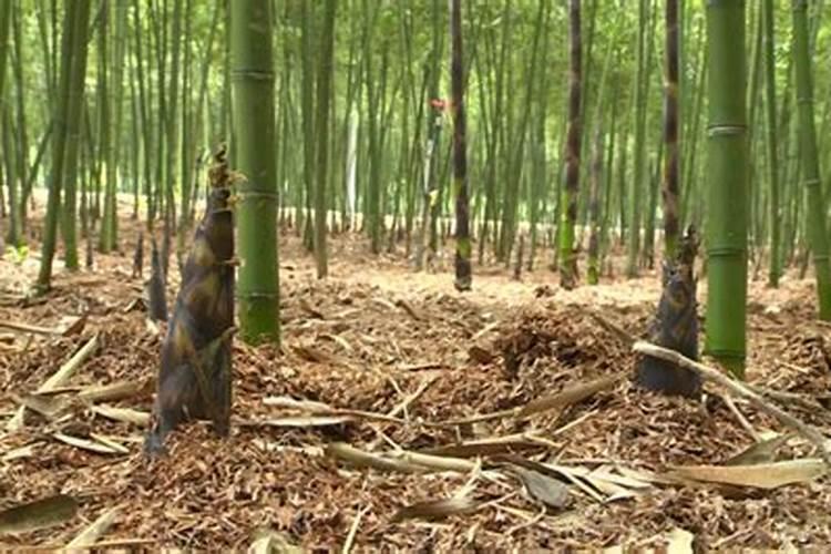 毛竹林下肥几月最好