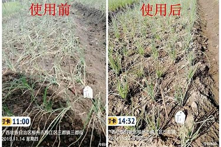 各位老师好,如图小葱正常吗？要怎么样管理？