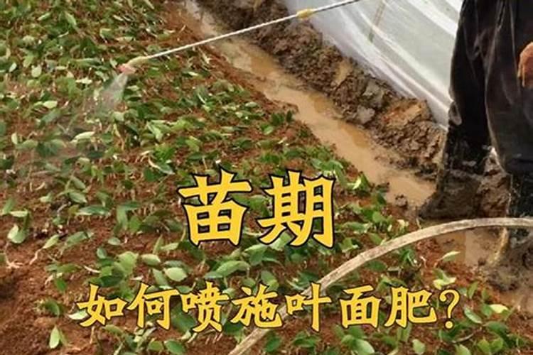 白芨施什么肥最好