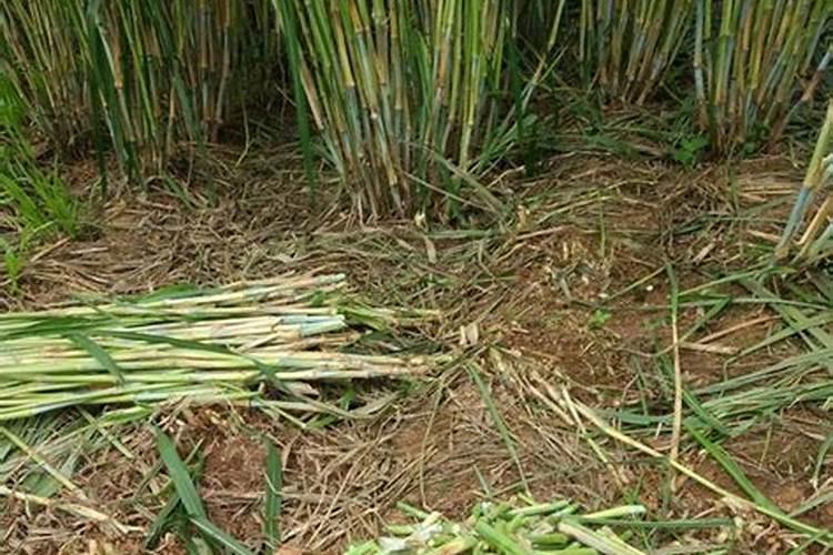 皇竹草种植时用什么肥料