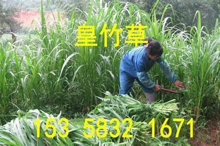 种皇竹草方法 需要注意什么呢