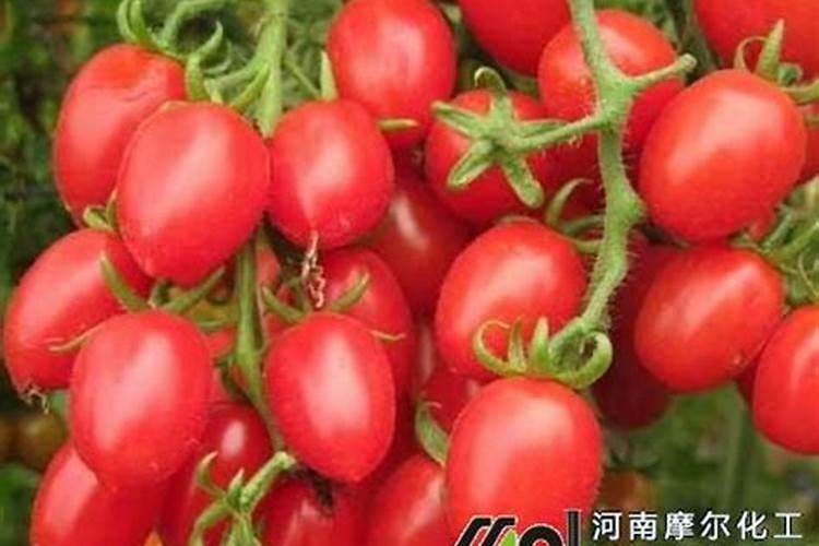 如何给番茄彭果期喷施叶面肥？ 针对苹果树腐烂病效果好四霉素简单描述...