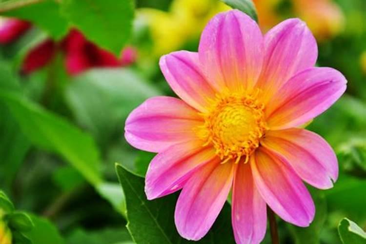 小丽花什么时候开花小丽花的花期养护方法