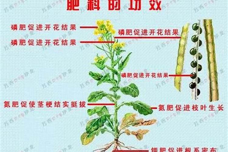 怎么去除鸡粪的臭味
