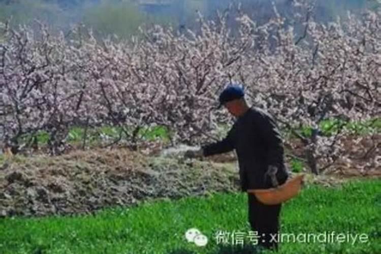 佛手瓜种植方法