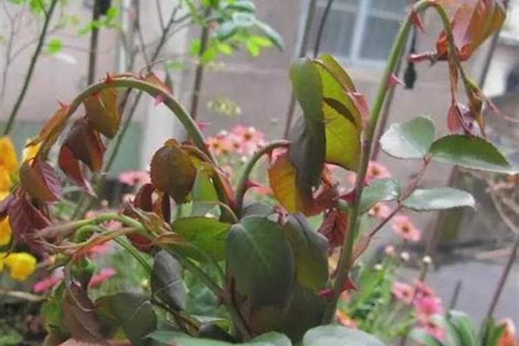 促使花开花用什么肥、催花开用什么肥