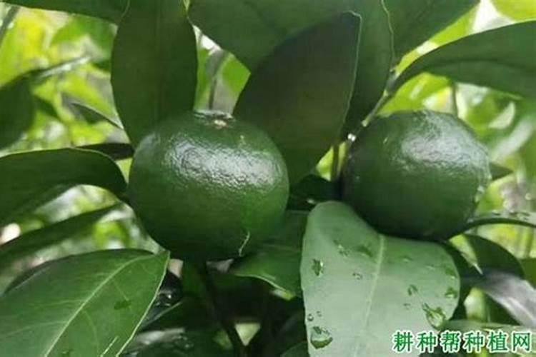 纯硫酸钾和尿素在一起稀释能当叶面肥喷吗