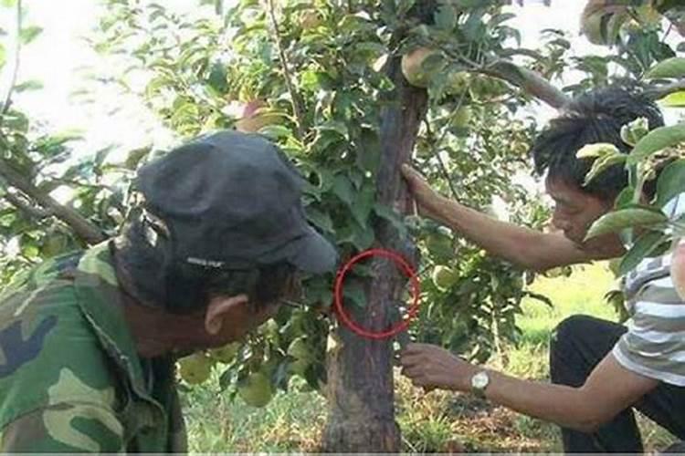 苹果用矿源黄腐酸钾有什么用