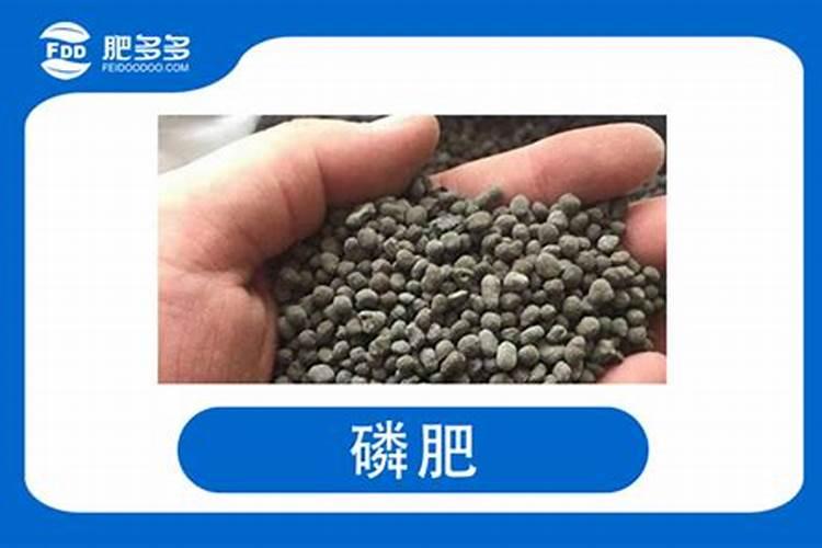 柿子树施肥时间和方法 施肥注意事项有哪些