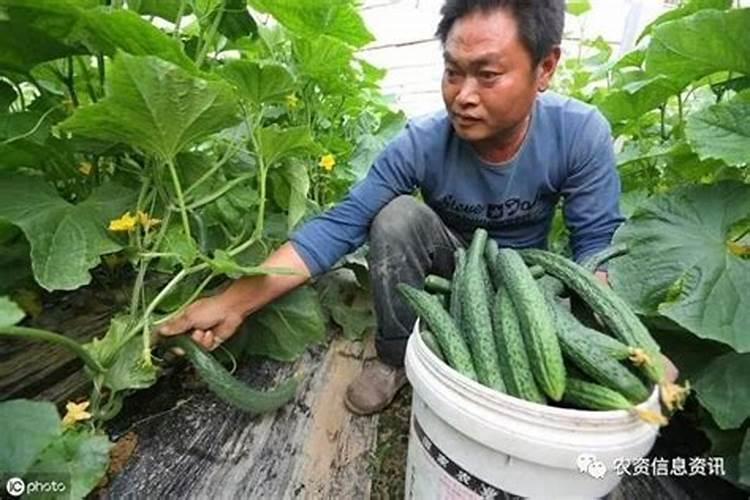 黄瓜喜欢什么肥料 如何科学施肥