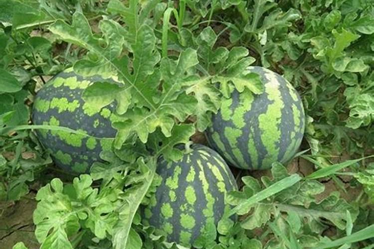 黄瓜开花结果需要施肥吗