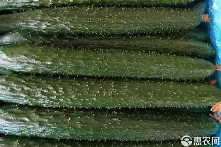 黄瓜如何施肥才能高产？