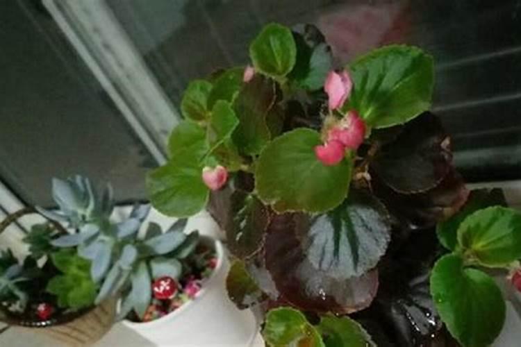 蚯蚓粪水溶液需要杀菌处理吗？