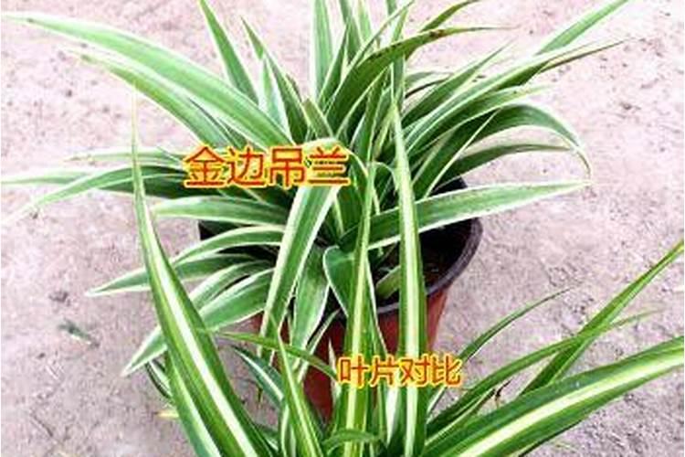 金心吊兰怎么养才能更旺盛