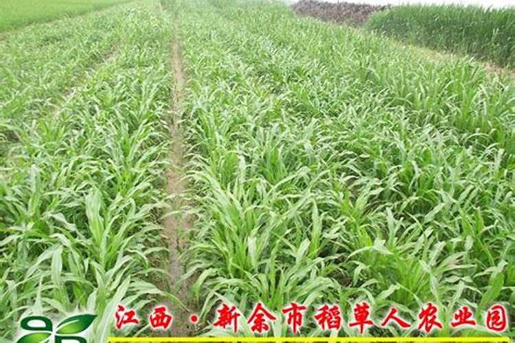草鱼喂什么草合适