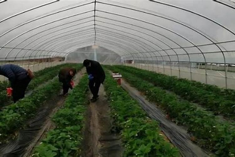 种花菜用什么肥料最好