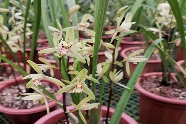 兰花换盆后多久可以施肥