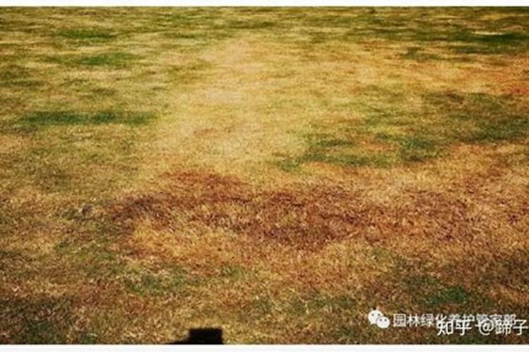 夏季草坪一亩施多少复合肥
