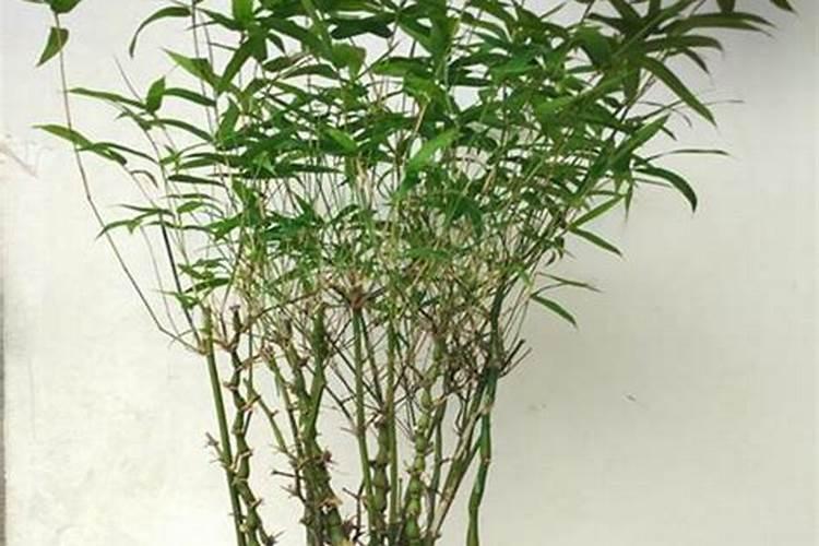 罗汉竹如何养才能旺盛 罗汉竹怎么养才能旺盛