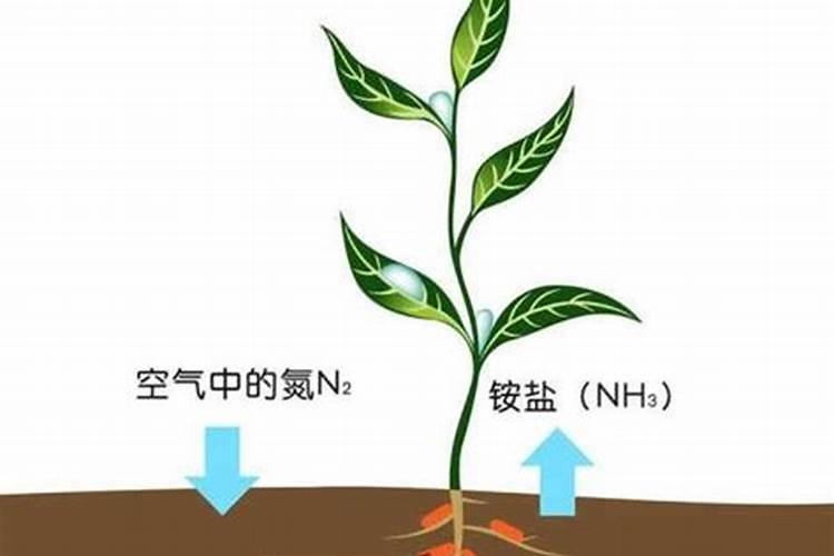 种植氮肥怎么转化
