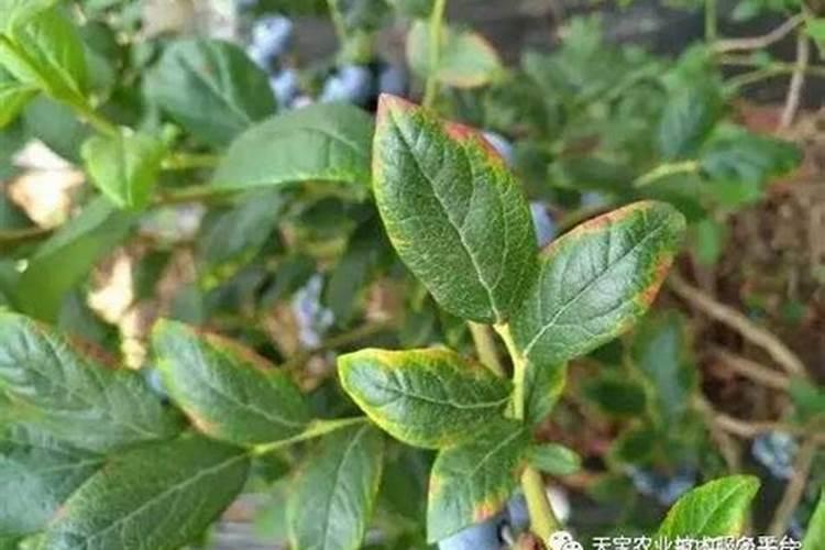 西瓜多大才算坐果？