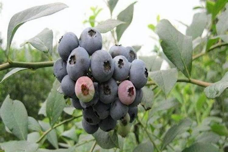 蓝莓用什么肥料