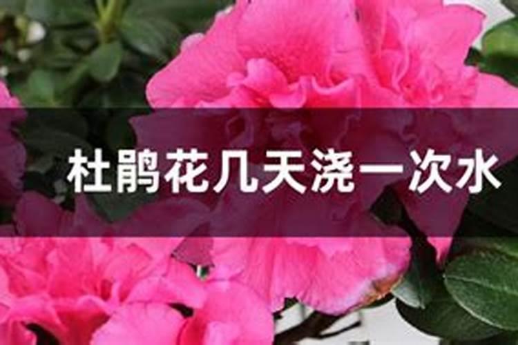 杜鹃花应该施什么肥杜鹃花应该什么时候施肥？