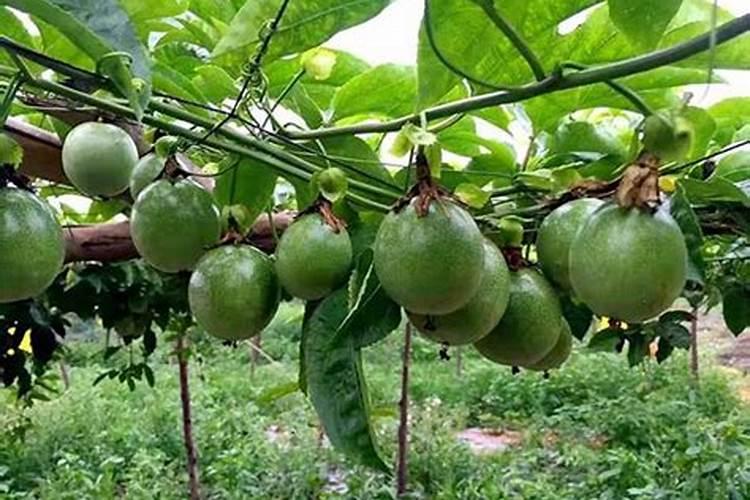 百香果挂果期施什么肥(百香果开花结果了要施什么肥)