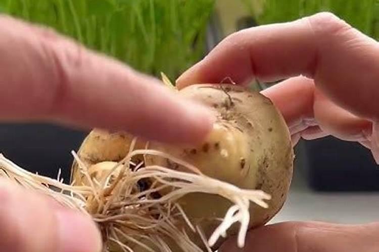 家庭如何养殖白薯