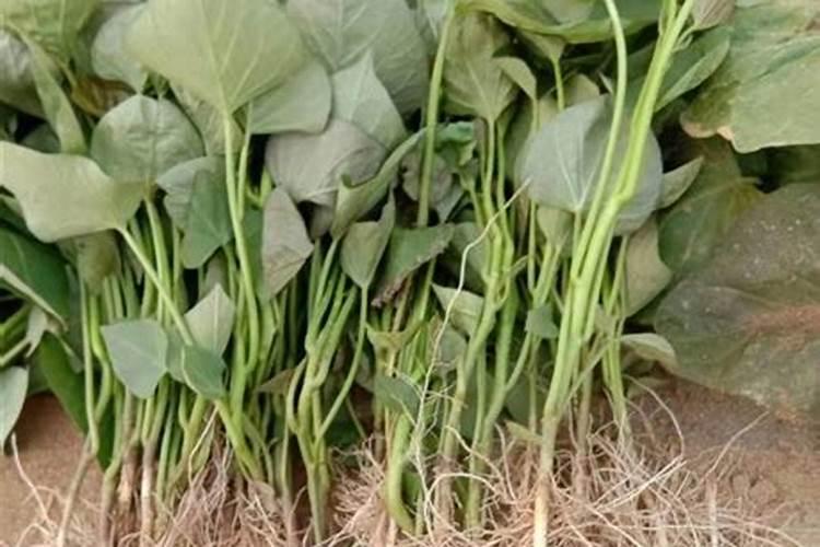 怎么种白薯,白薯的种植技术