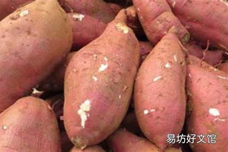 地瓜怎么种的啊