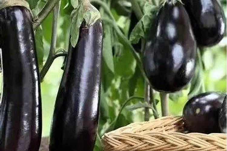 哪些蔬菜喜欢高磷肥