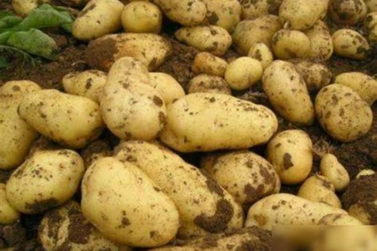 土壤肥料的选择方法 土壤肥料怎么选择