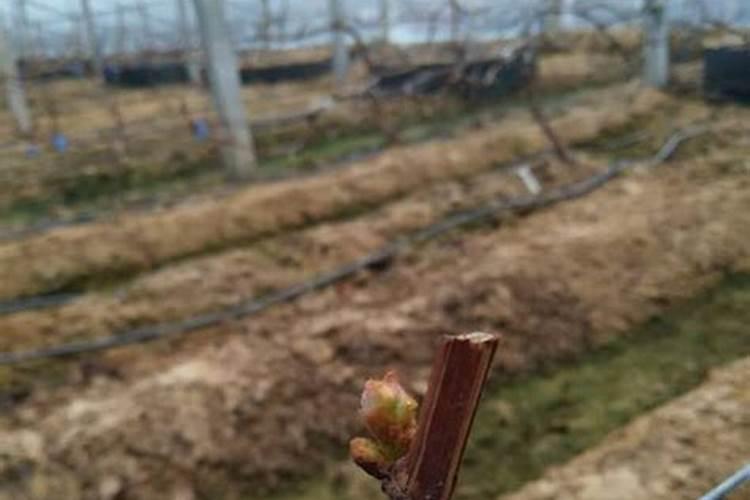 大棚葡萄种植技术