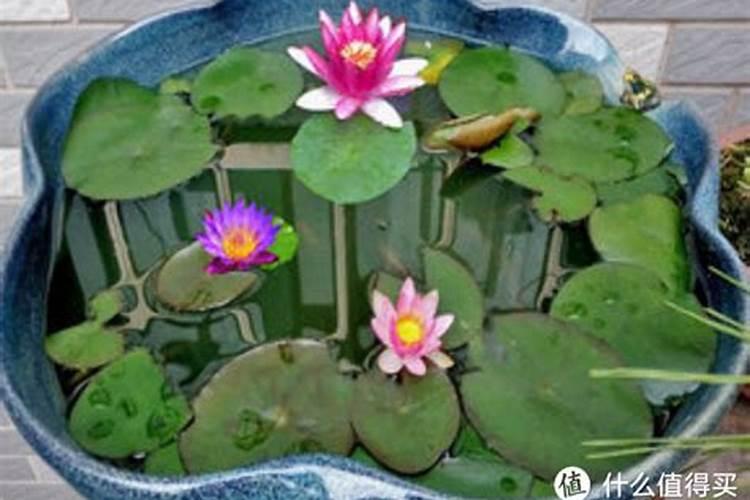 家里水培睡莲的方法