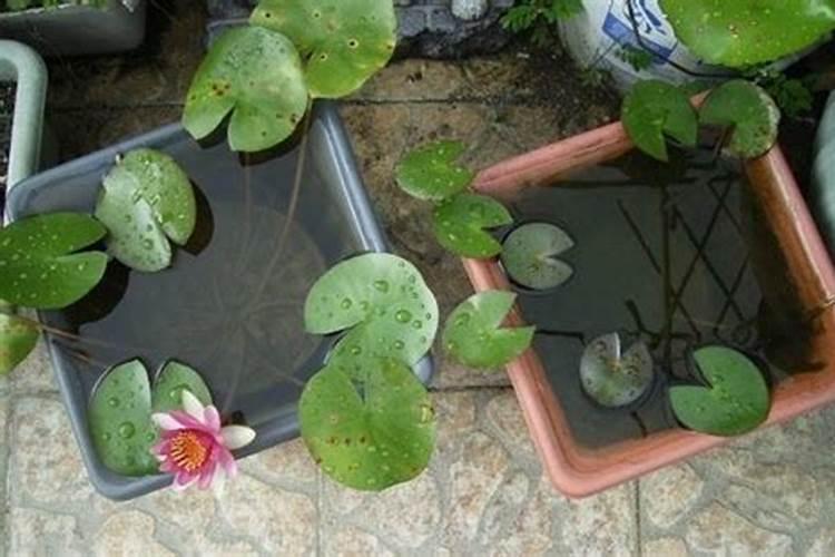 水培睡莲的正确养法