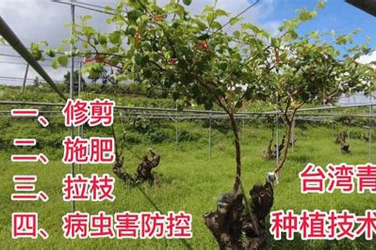 矿源黄腐酸、生化黄腐酸效果都一样？千万可别上当了!
