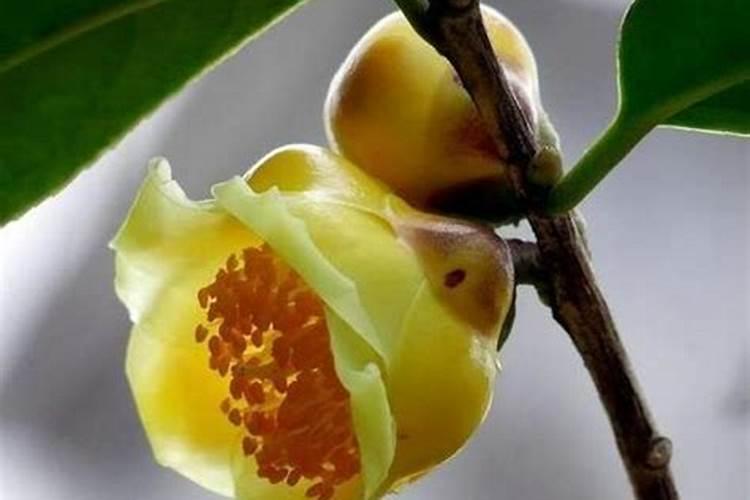 凹脉金花茶的养殖方法