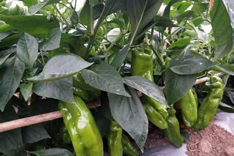 火龙果挂果期需补哪种肥料