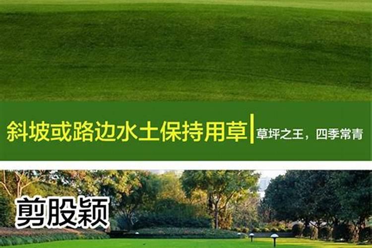 一年的草坪适合用什么肥料