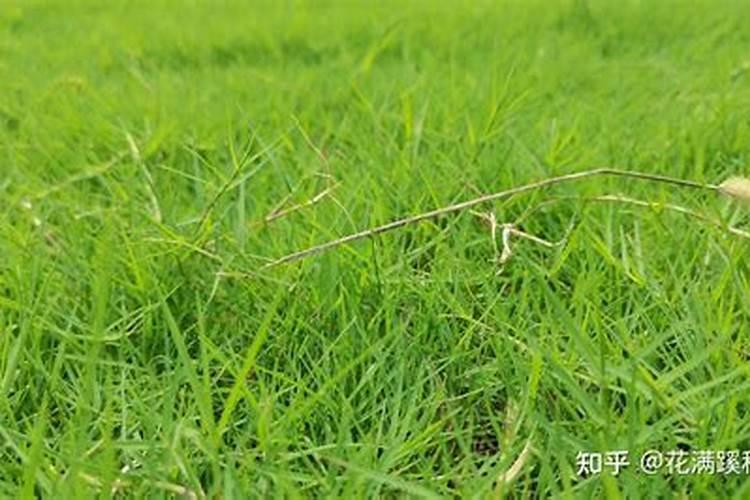 春天草坪施肥用尿素可以吗