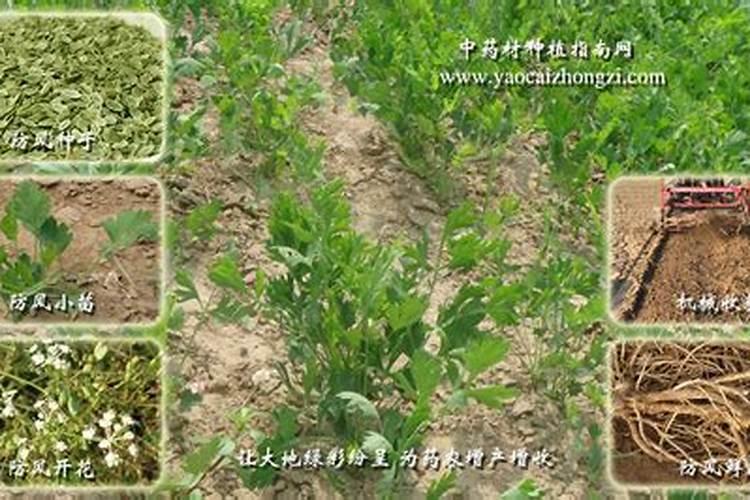防风可以喷玉米叶面肥吗