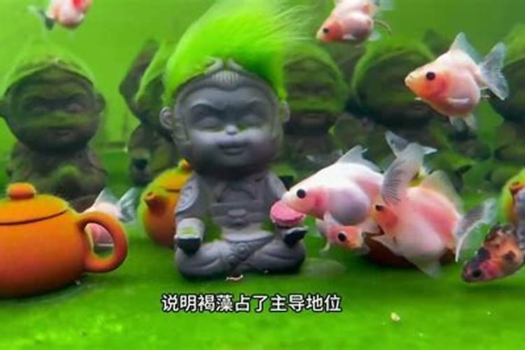 山茶花长绿苔了该怎么办？