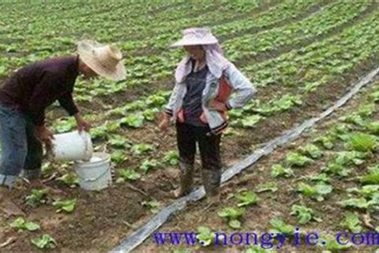 种地瓜用什么肥料最好