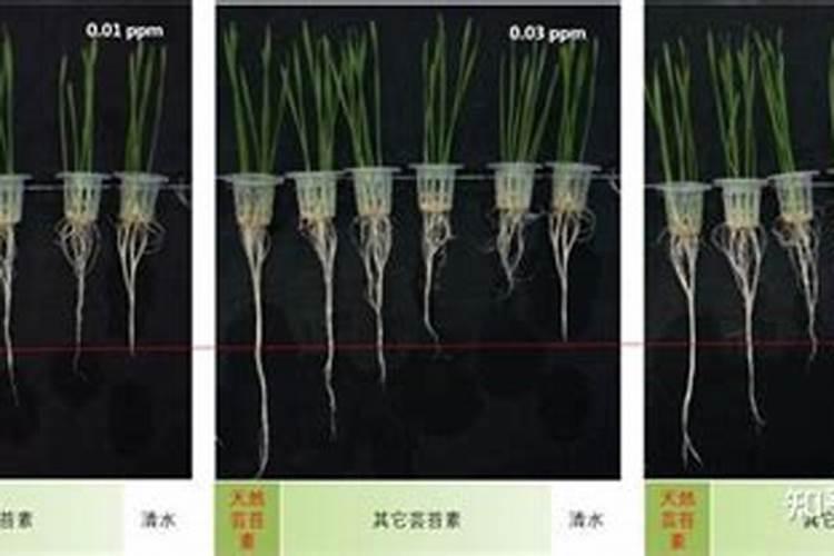 噻苯隆与芸苔素的区别