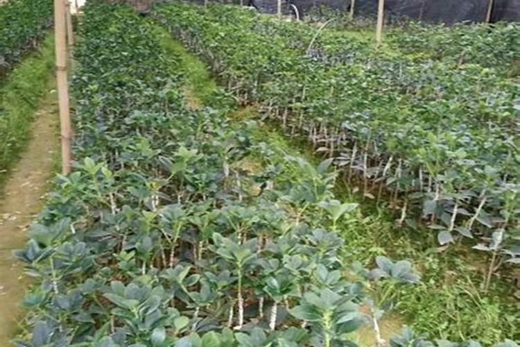 八角树施什么肥料挂果多