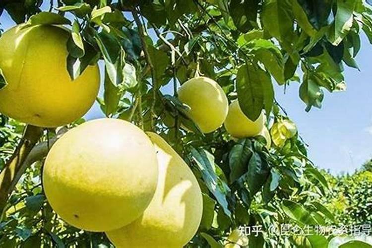 柚子树怎么施肥柚子树如何施肥