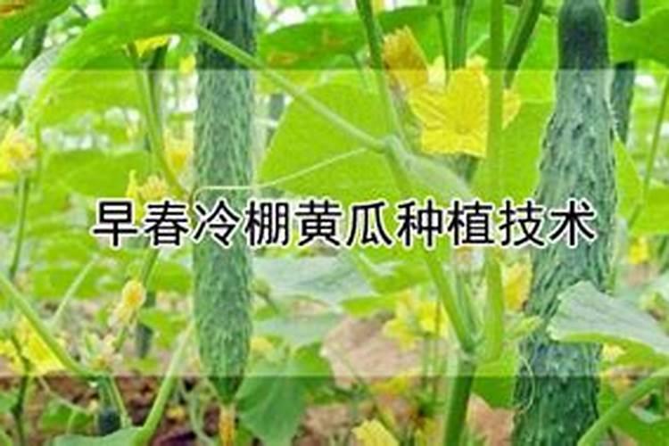 黄瓜苗期怎样管理？