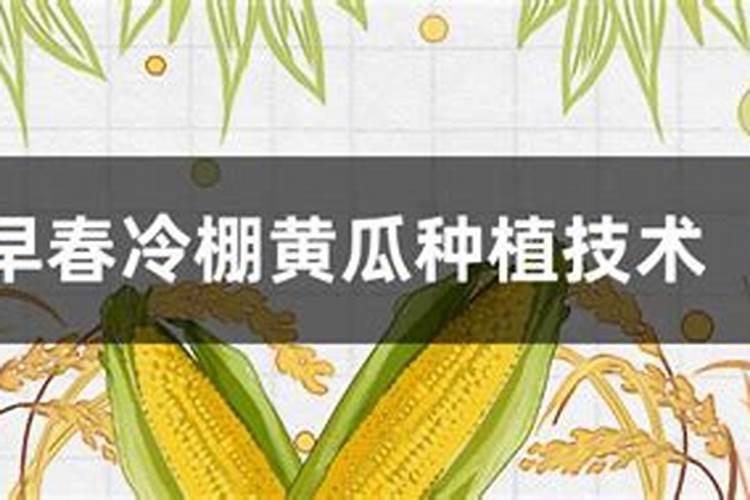 冷棚西瓜是一种高效经济作物,种植冷棚西瓜用什么底肥好？